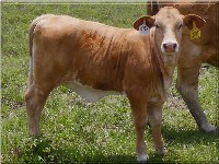 Examples of Beefmaster show heifers we have for sale.