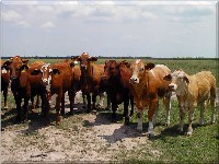 Examples of Beefmaster show heifers we have for sale.